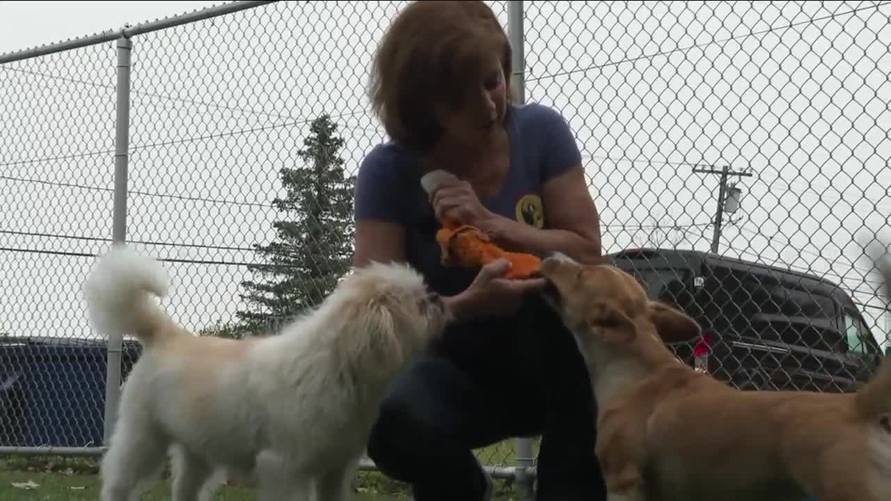 Hamburg kennel helps families in need