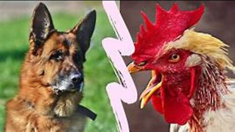 Chicken VS Dog Fight - Funny Dog Fight Videos 0