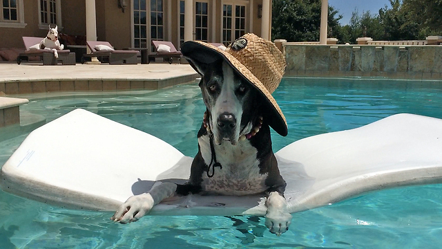 Funny Great Danes lounge in the pool and on the deck chair