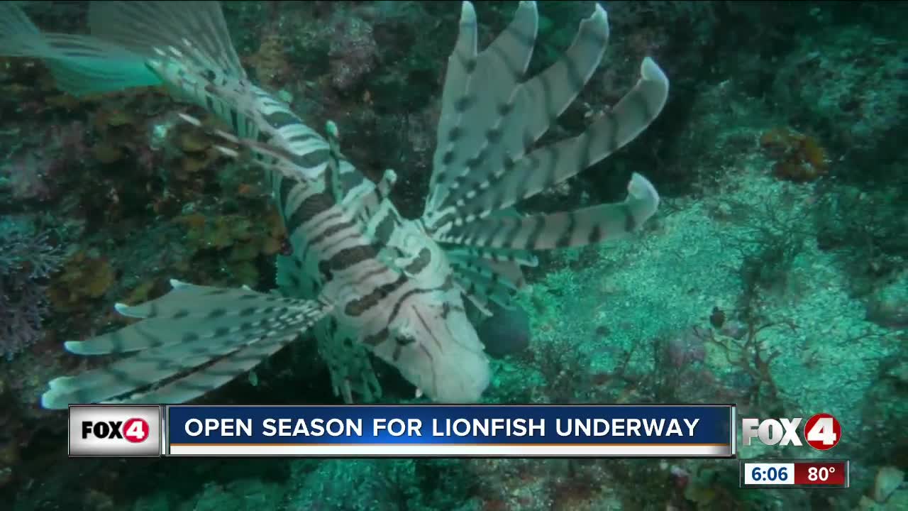 FWC urges 'open season' on removal of invasive lionfish