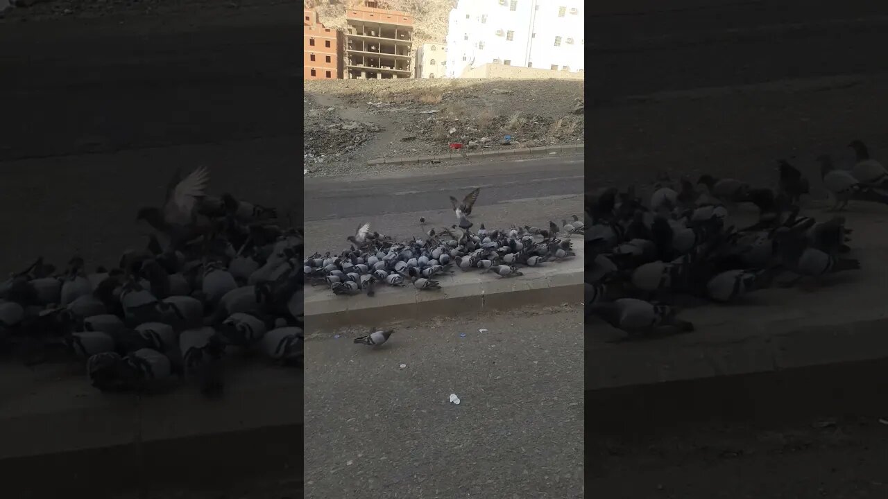 Pyaray Makkah ky Pyaray Kaboter, MashAllah: Dana khatay hoay | Pigeons of Makkah | Nice Evening