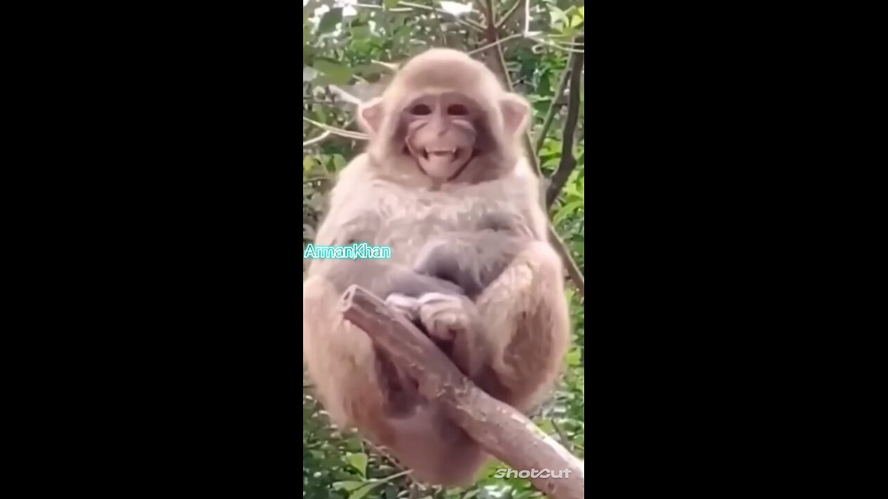 monkey ka cute si muskan dekh kar Fida Ho jaaoge