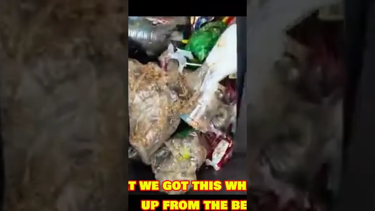 All This Came From Thailand Beaches!