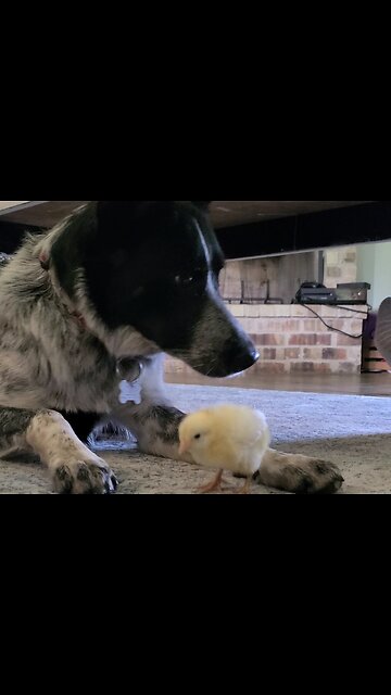 Dog tries to eat chicken nugget!
