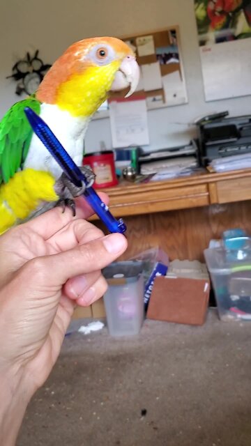 Parrot playing with a pen learns to imitate clicking noises