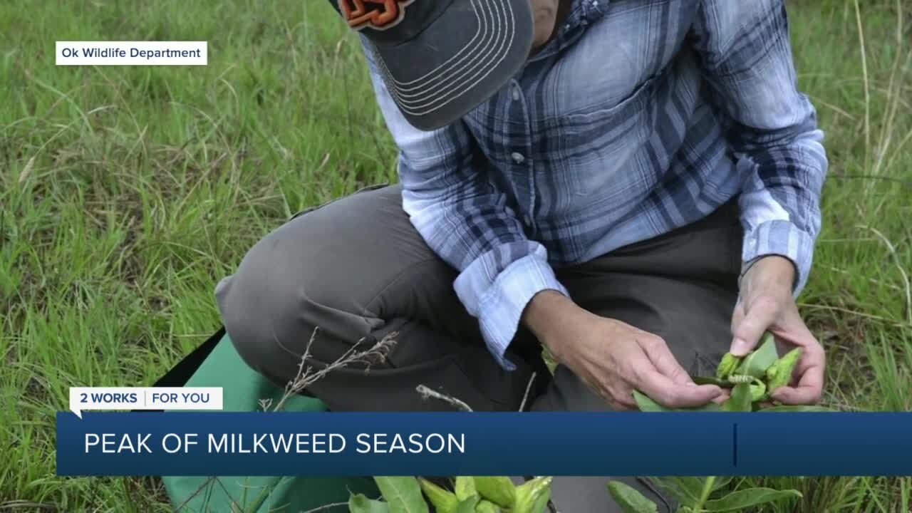 Milkweed and Monarch Butterflies