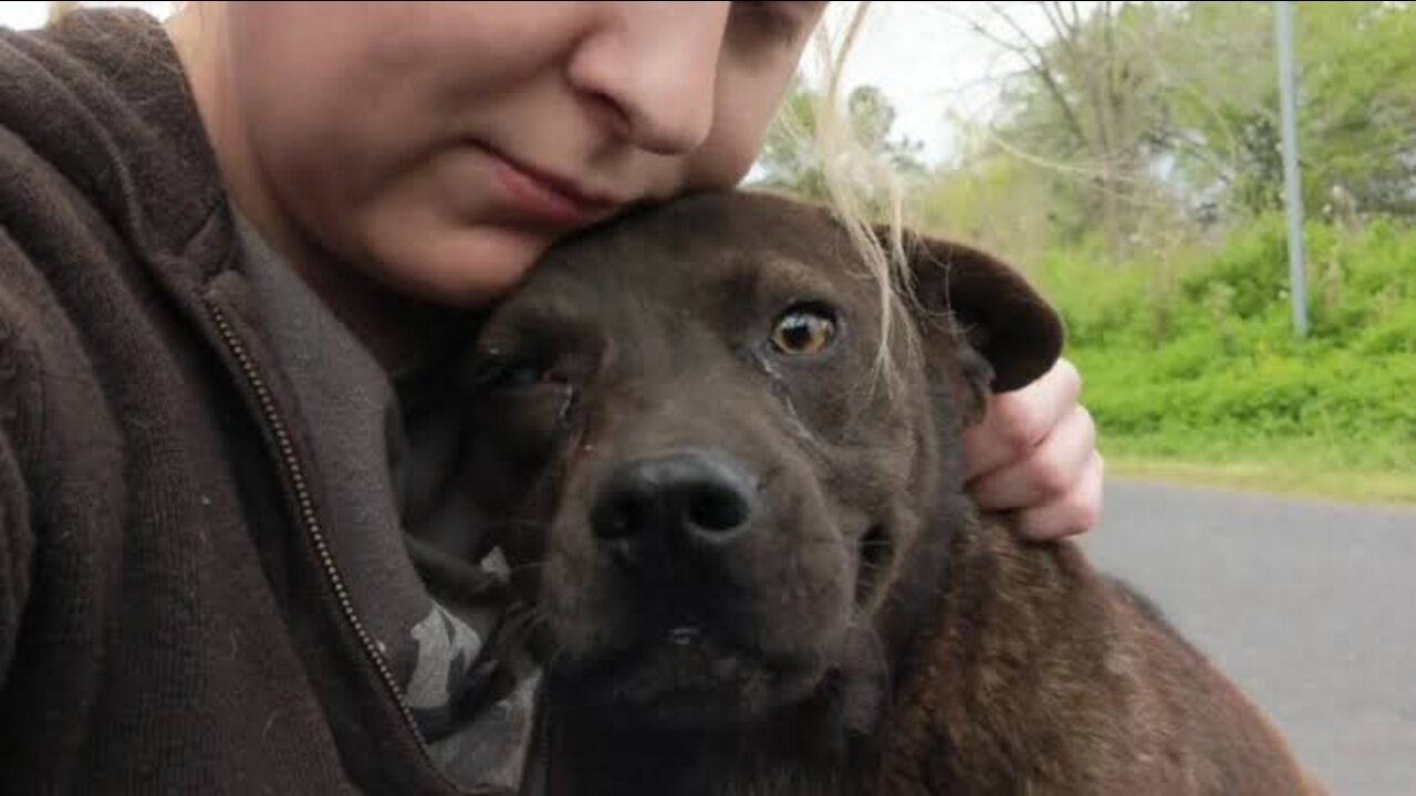 Dumped dog thankful to be rescued