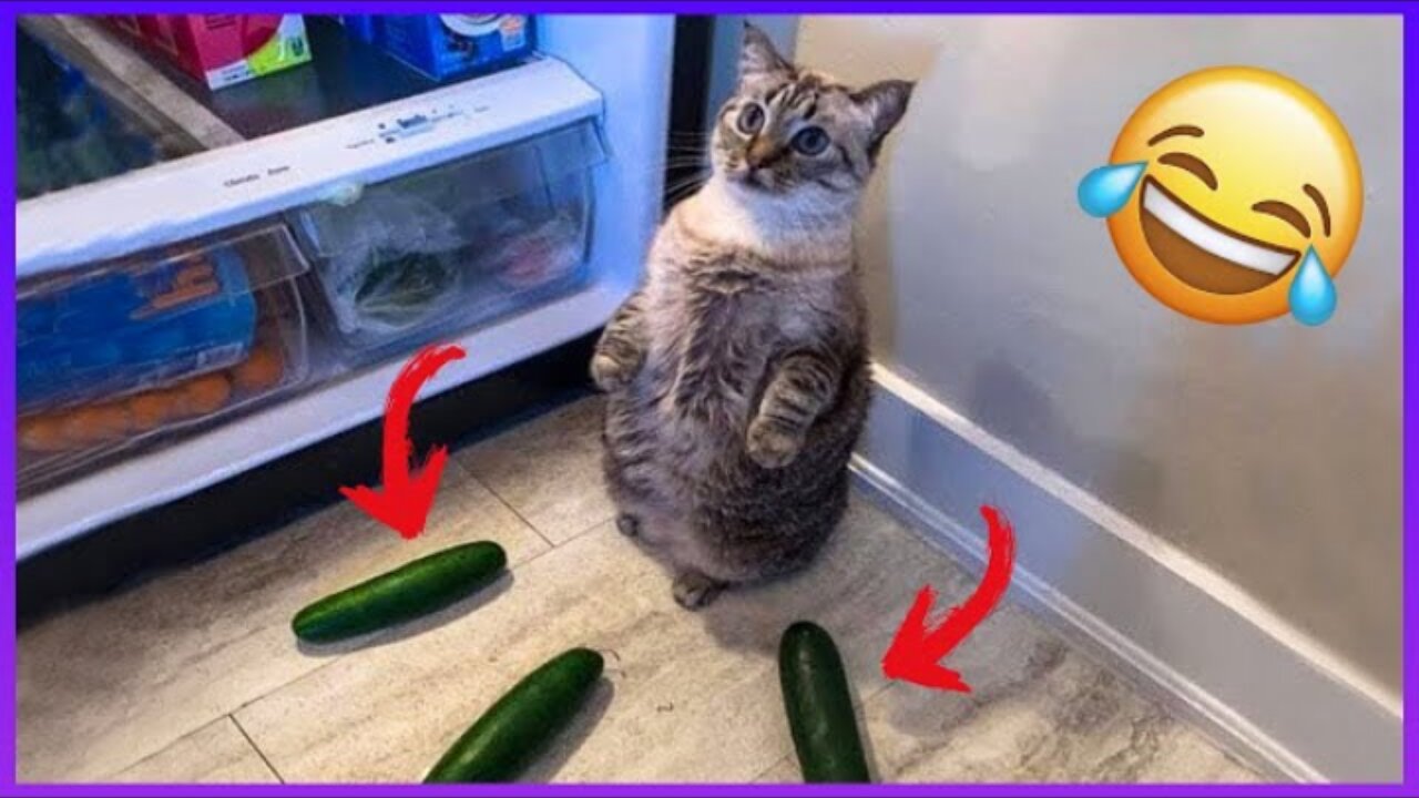 cats VS cucumbers