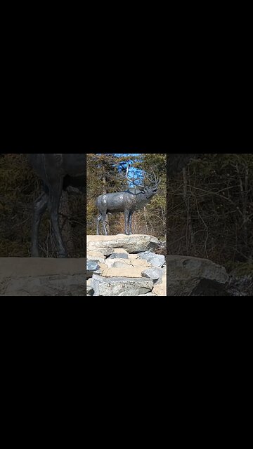 Big Elk. Elk hunting. #elk #elkrut #shorts