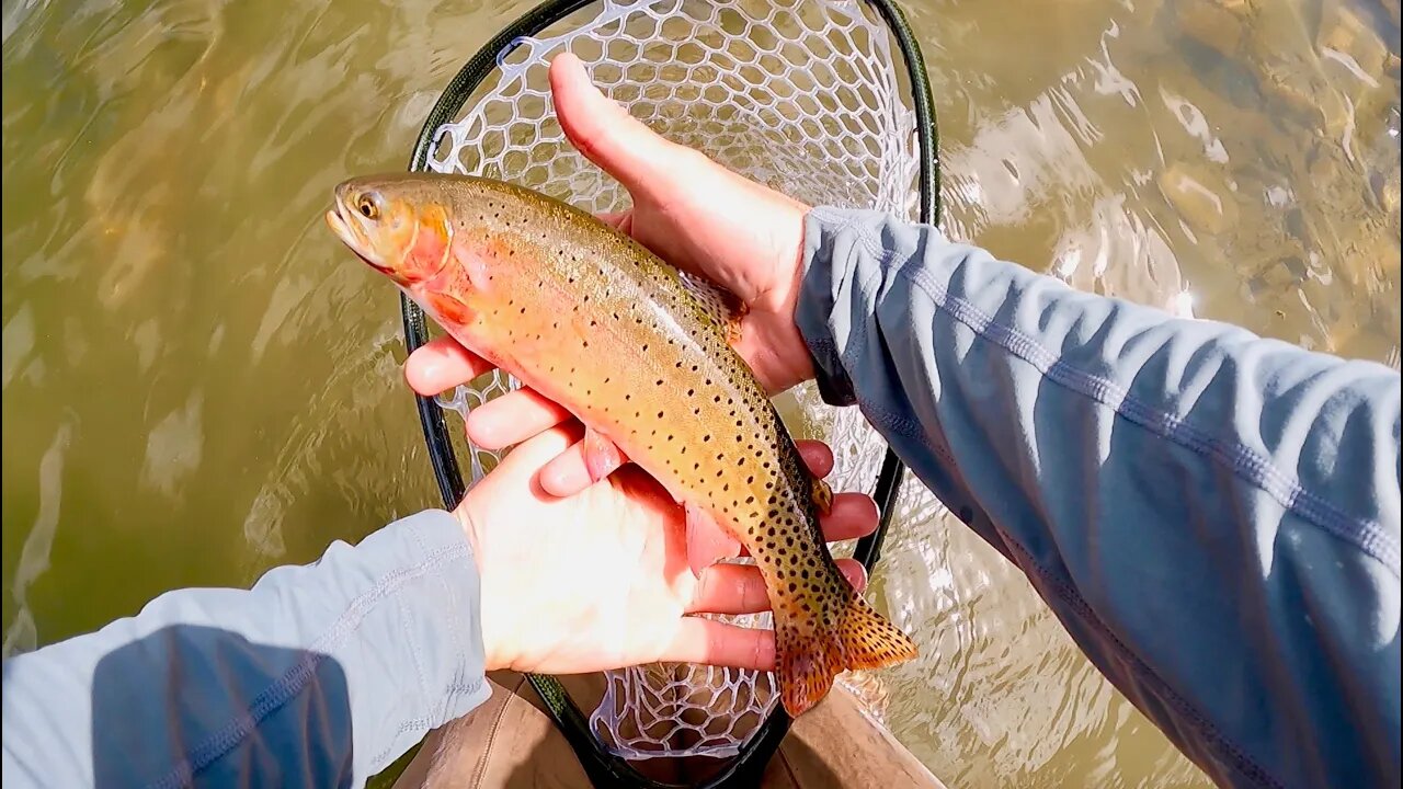 Tenkara Fly Fishing in the Rocky Mountains: Catch and Clean Cutthroat Trout at 12,000ft