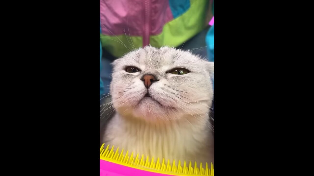 Finally cats