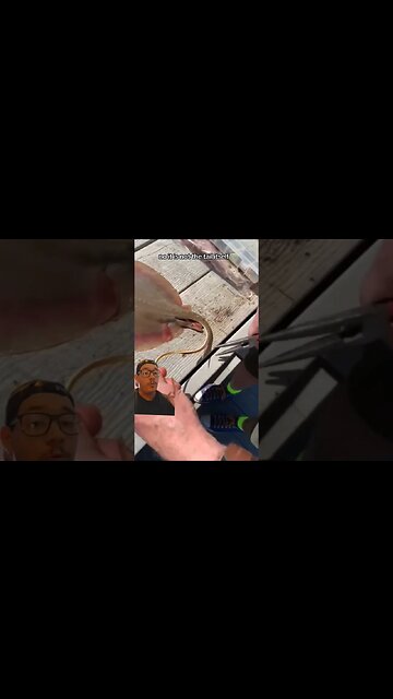 Did you know stingrays can... sting you?