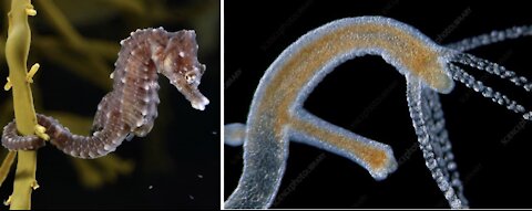 IL PIU' GRANDE ORRORE E IL PIU' GRANDE GENOCIDIO CHE SIA MAI AVVENUTO SULLA TERRA. L'HYDRA VULGARIS