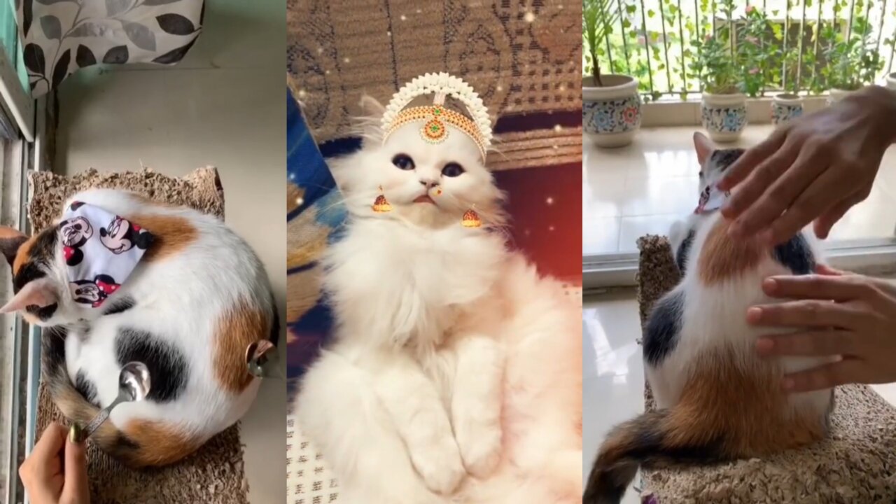 Cat comedy video #Short2022