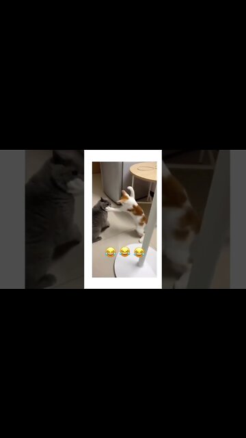 LOL this Cats 🐈 #shorts #viral #youtubeshorts #reels #funny #subscribe