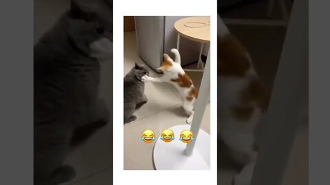 LOL this Cats 🐈 #shorts #viral #youtubeshorts #reels #funny #subscribe