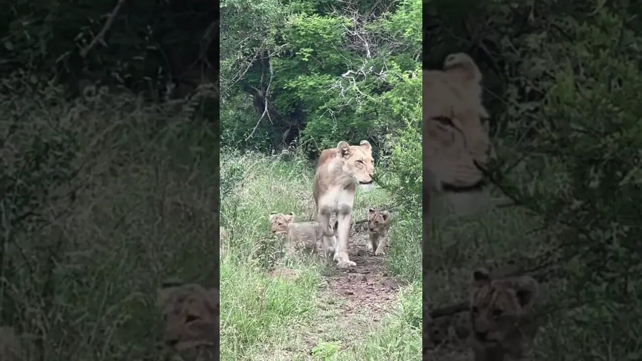 Aren’t Lion Cubs CUTE? 🥰 #lioncub #safari #travelbucketlist #southafrica