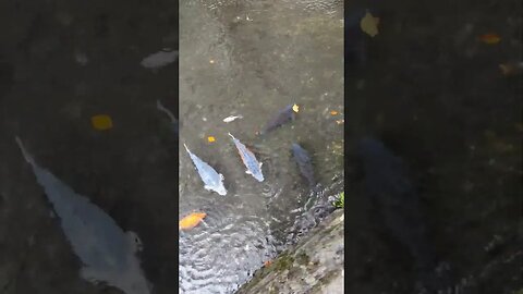 #fish enjoying the #rain #trending