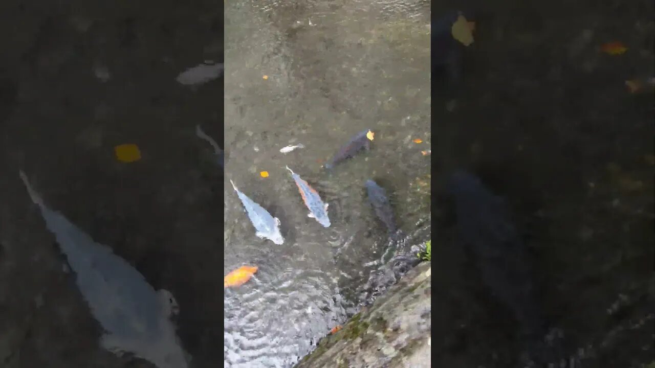 #fish enjoying the #rain #trending