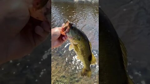 Bass thought he was still HOOKED