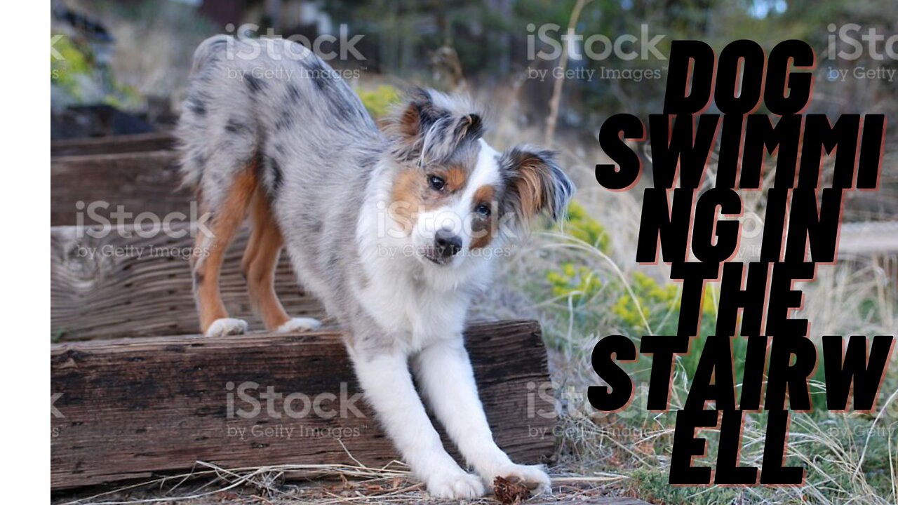 Dog and balance; Moving on the stairs