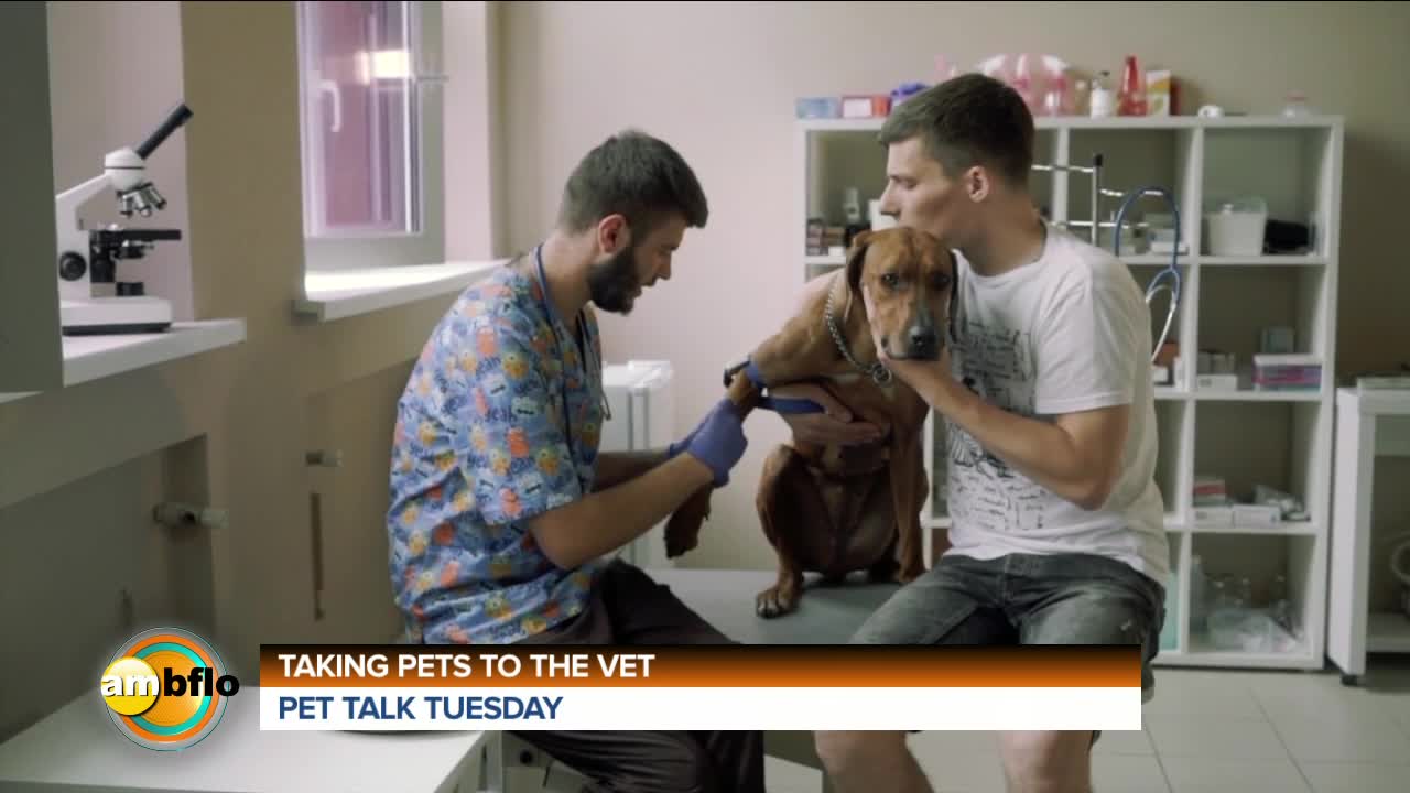 PET TALK TUESDAY -TAKING YOUR PET TO THE VET