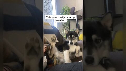 Husky demands FOOT MASSAGE from DADDY