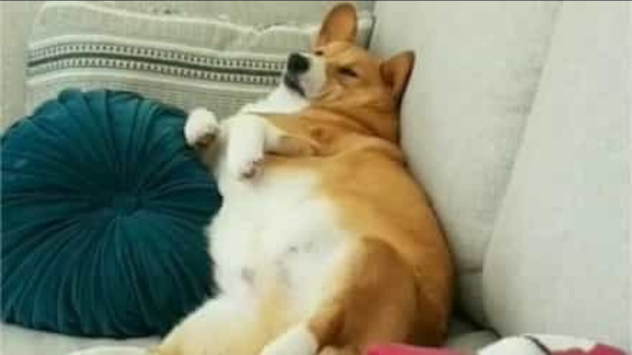 Corgi folgado relaxa no sofá de forma hilária