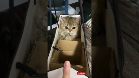 Just Adorable #cute #tiktok #funnyanimals #funnyvideos #cat