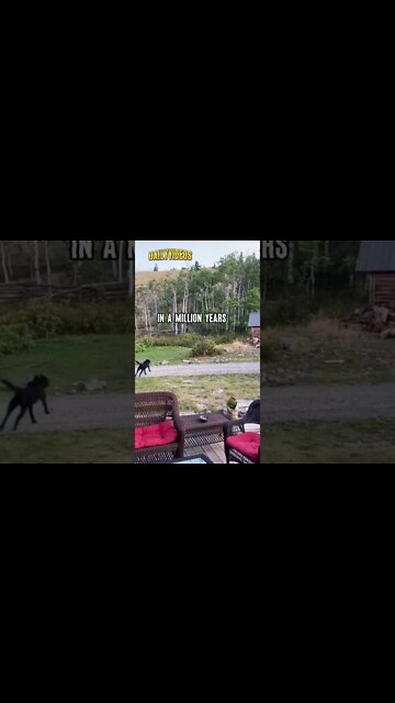 Dog Chasing a Bear #dog #animals
