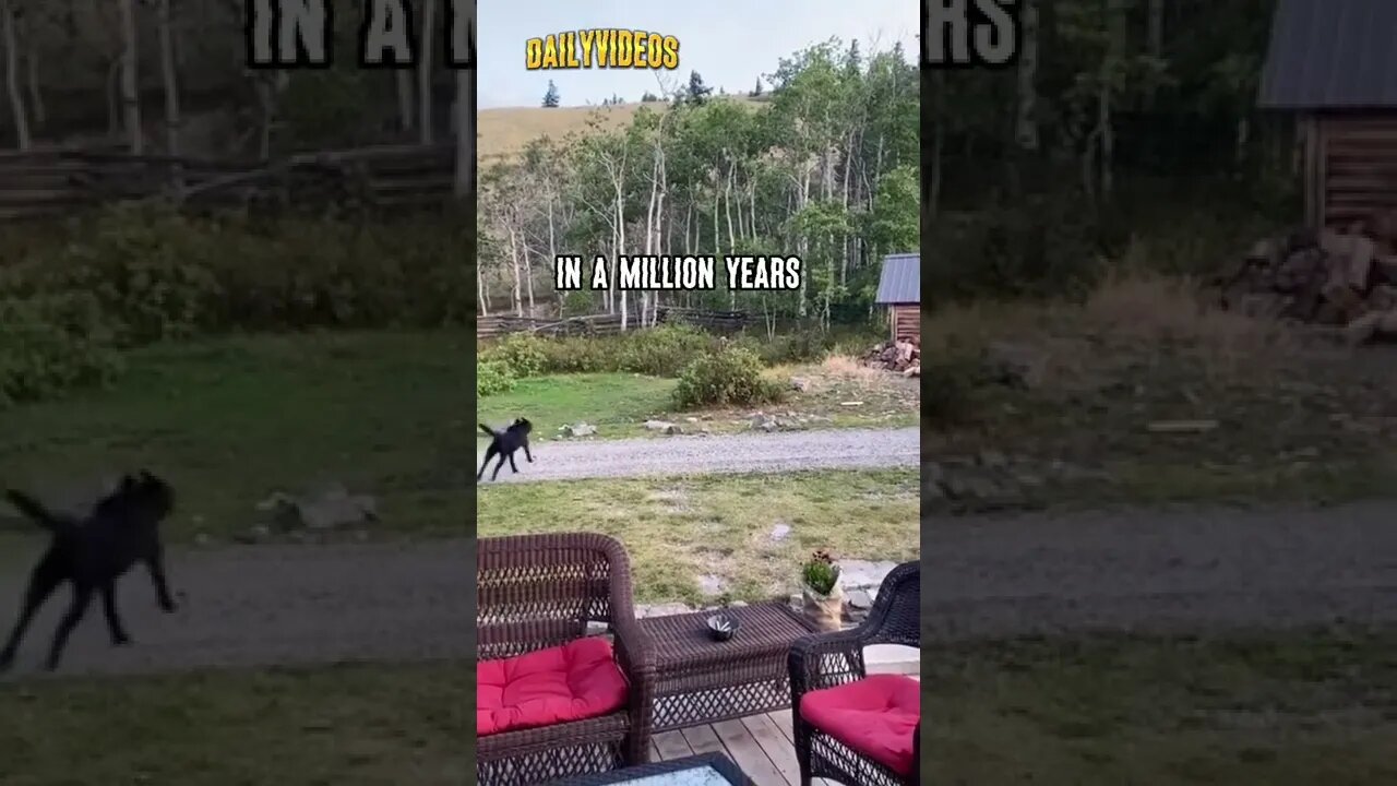 Dog Chasing a Bear #dog #animals