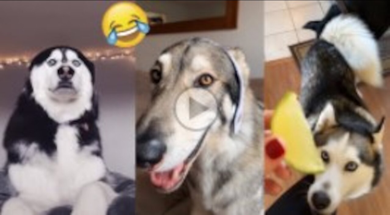 Pets Cute Funny Dog Husky/not miss this video