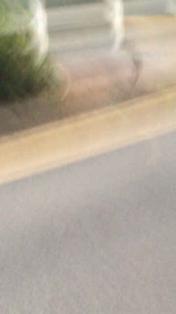 Foxy wants his QT taquito