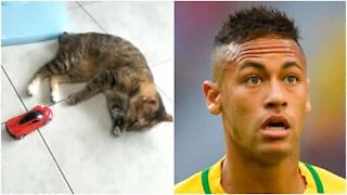 Ultime notizie: Neymar si è trasformato in un gatto!