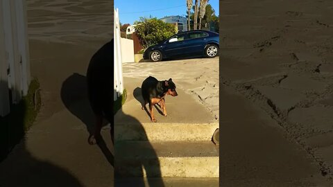 Cute Little Dog Walking Down Stairs