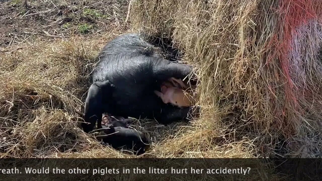 A Piglet's Birth and Struggle to Survive: One Farmer's Struggle to Observe