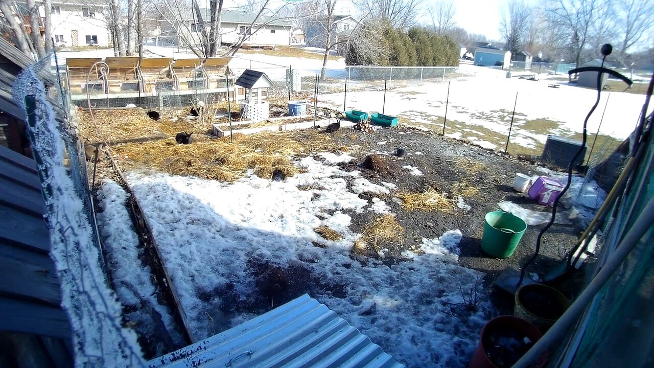 Things are starting to thaw, rabbits all over the garden