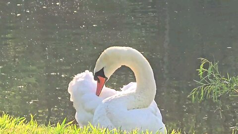 Swan watching.