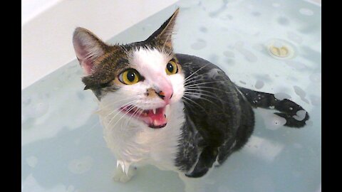 ➤ Cats Saying No To Baths