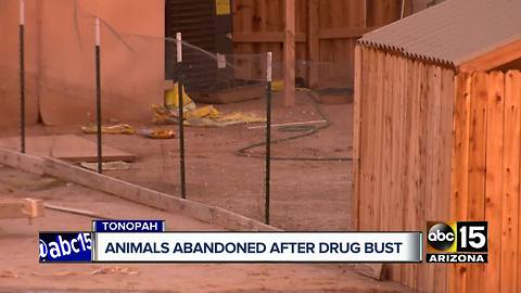 Animals abandoned after drug bust in Tonopah