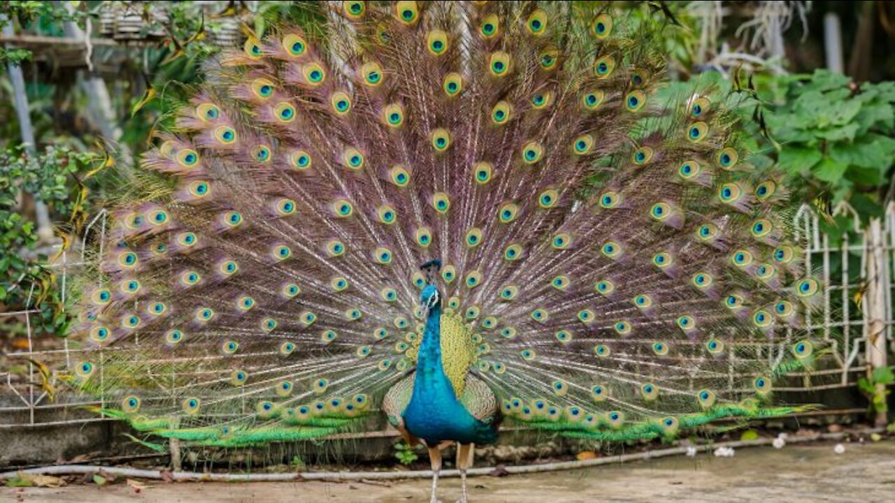 Funny and Cute American Peacock Dancing in Rain Video