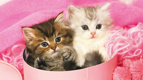 Cute Teacup Kittens