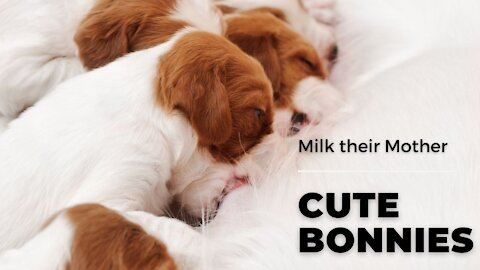 Adorable baby puppies stand up sucking milk mother dog