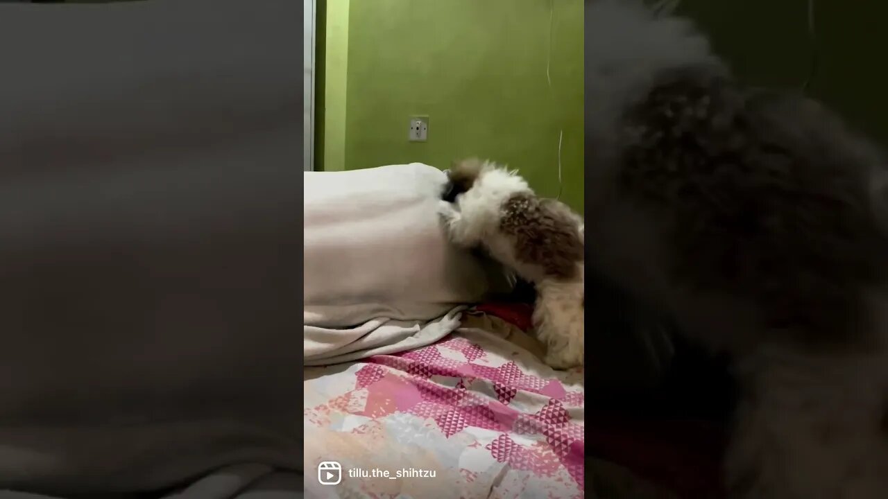 #dog #shorts #fun #doglover #cute #shihtzu #reels #funny #ytshorts #youtubeshorts #trending #youtube