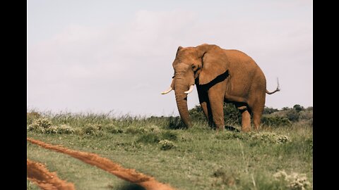 Two little elephant playing in the mud