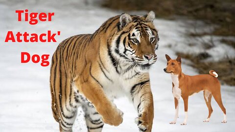 Tiger attact Dog ,Dog is Very Dengerous Position And Death The Dog