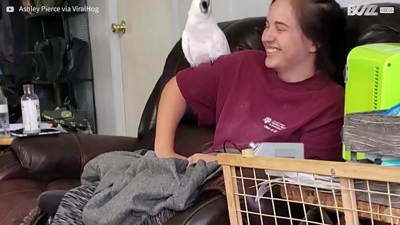 Cockatoo and owner perform screaming duet