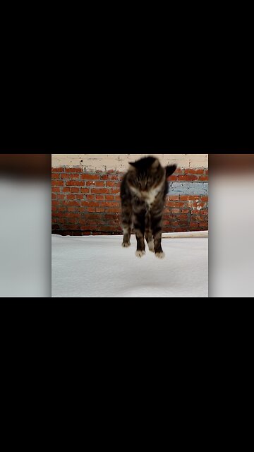 Kitten makes a cute slow-motion landing jump in the snow