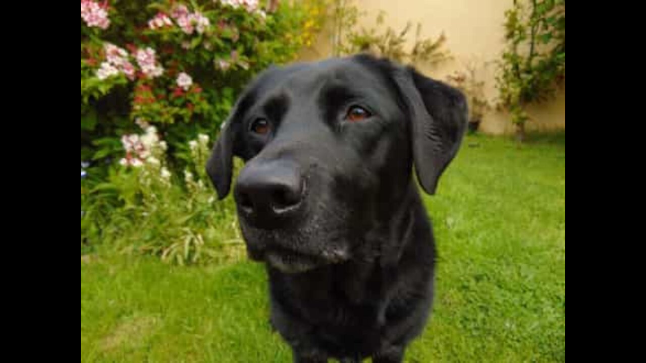 Cão atravessa portas sempre de costas