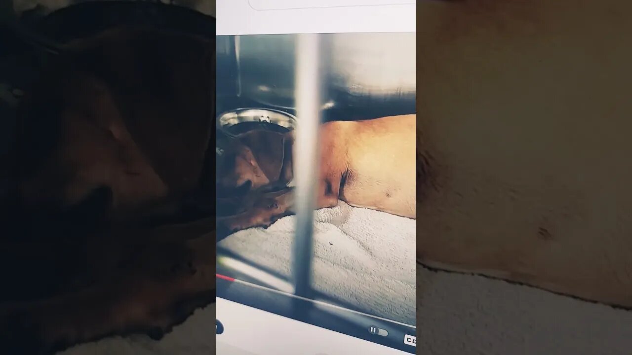 Tony Pizza Free Leon